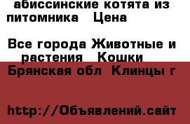 абиссинские котята из питомника › Цена ­ 15 000 - Все города Животные и растения » Кошки   . Брянская обл.,Клинцы г.